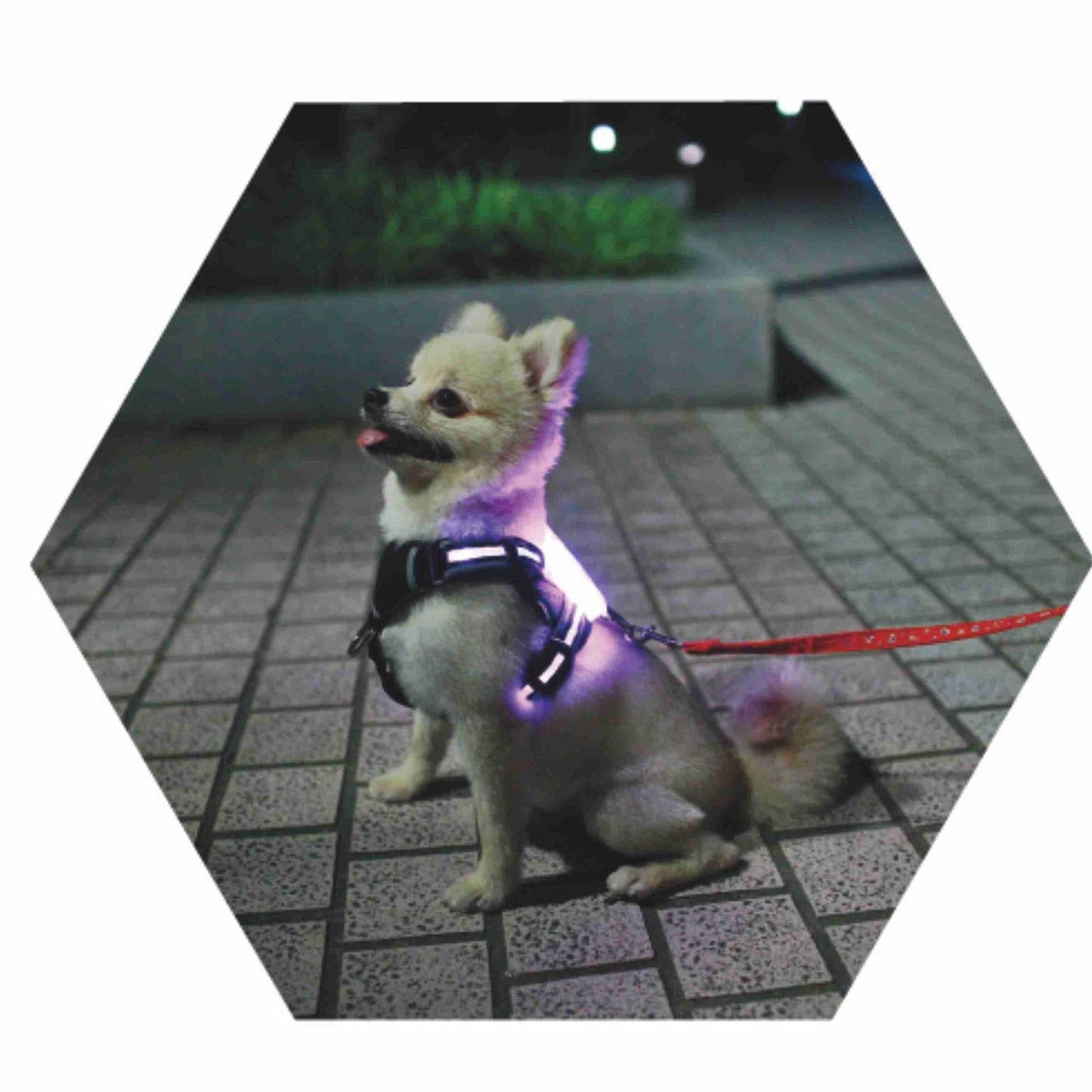 LED Luminous Dog Harness – Anti-Lost & Anti-Car Accident Safety Vest 🐾