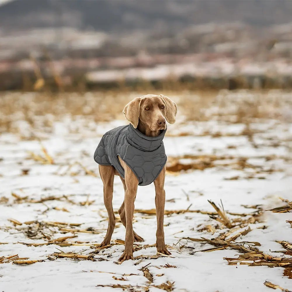 Winter Thickened Dog Jacket for Cold Weather FURRYKU